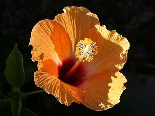 hibiscus-morning-light.jpg