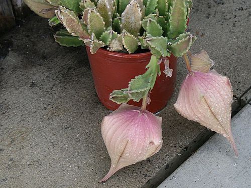 stapelia.jpg