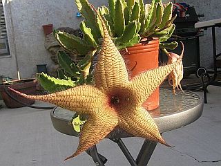 starfish flower