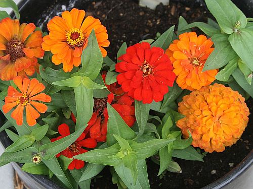 zinnias.jpg