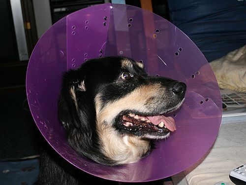 Dog satellite 2025 dish collar