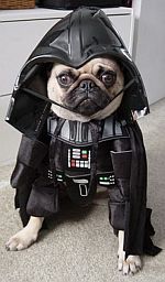 darth-pug.jpg