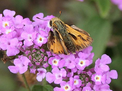 lantana-skipper.jpg