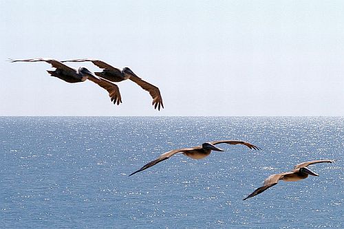 California Brown Pelicans