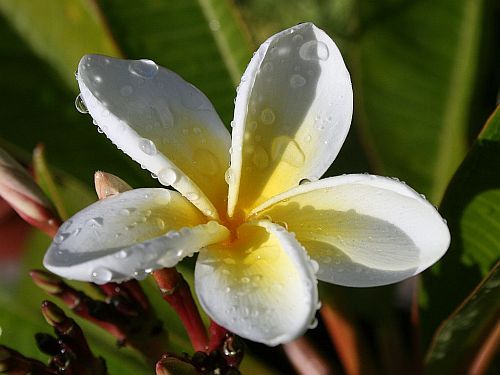 october-plumeria.jpg