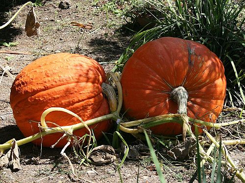 pumpkins.jpg