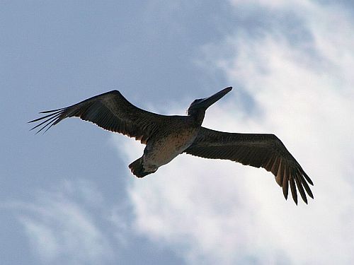 soaring.jpg