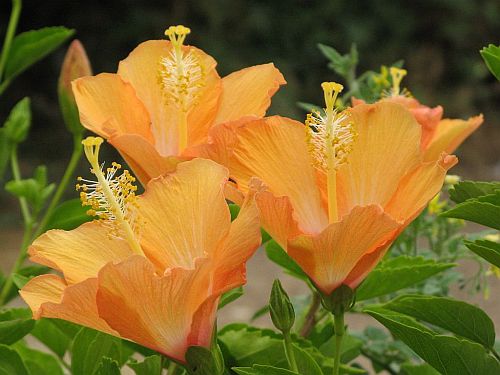 hibiscus-rain.jpg