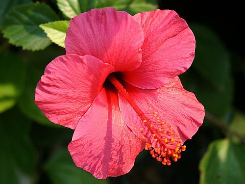 lipstick-hibiscus.jpg