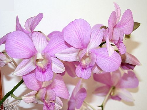 pink-moth-orchids.jpg