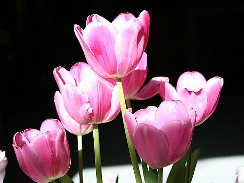 pink-tulips.jpg