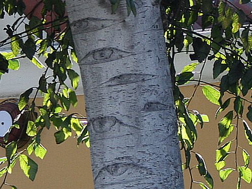the-eyes.jpg