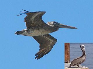 brown-pelican.jpg