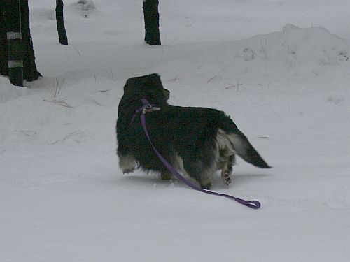 snow-bear.jpg