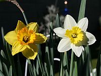 Daffodils