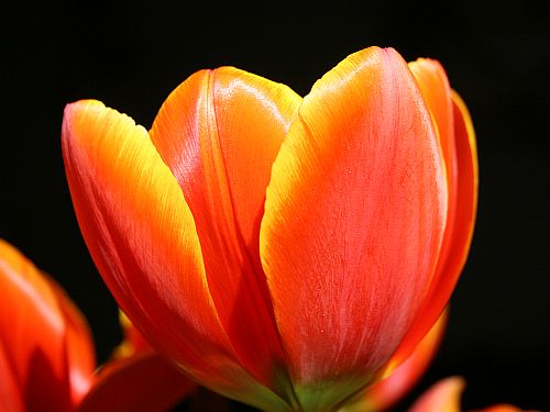 fire tulip