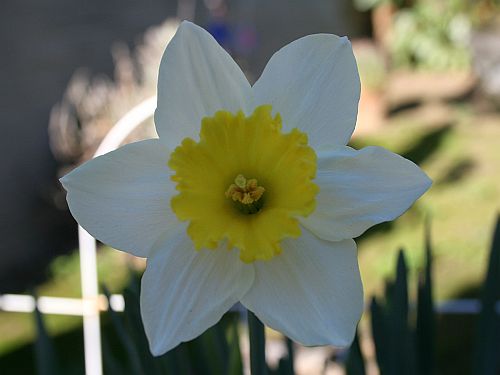 First Daffodil