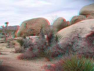 Joshua Tree in 3D