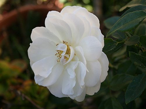 Moms White Rose