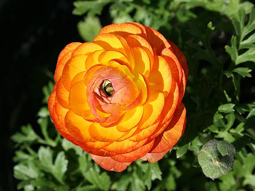 ranunculus