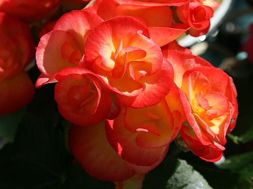 bb-begonias.jpg