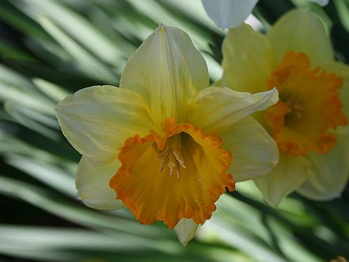 A Yellow and Orange Daffodil