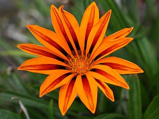 gazania.jpg