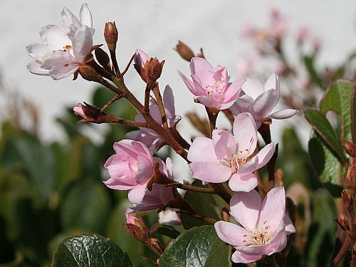 Hawthorne blossoms