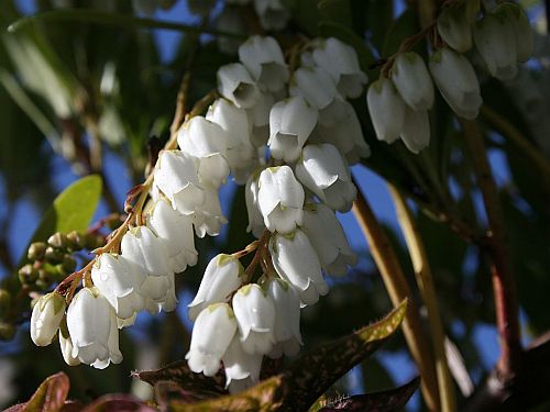 Lily of the Valley