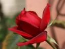moms-red-rose.jpg