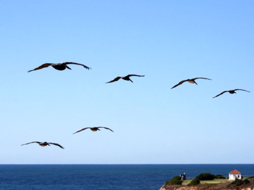 pelican-vicente.jpg