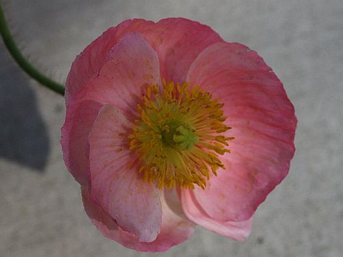 pink-ice.jpg