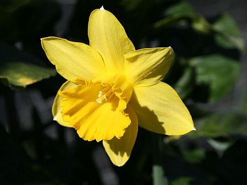 yellow-daf.jpg