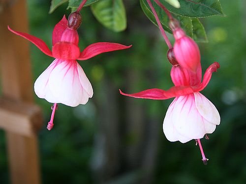 Mom’s Fuchsias