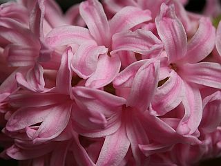 Dutch Hyacinth