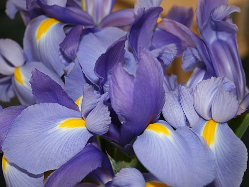 iris.jpg