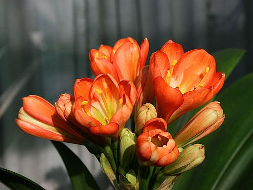 kaffir-lilies.jpg