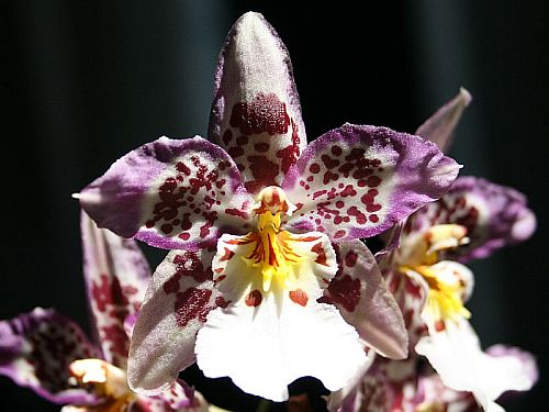 little-orchid.jpg