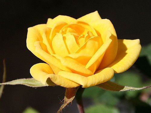 moms-tiny-roses.jpg