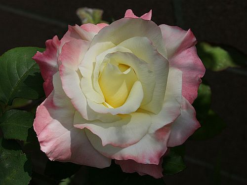 pastel rose