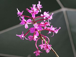 pink-orchids.jpg