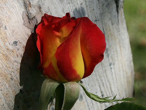 rose-red-yellow.jpg