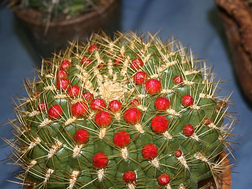 round-cactus.jpg