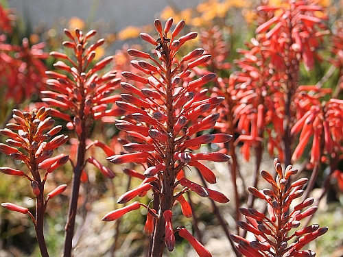 Aloe