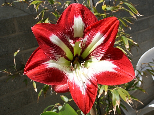 Another red and white amaryllis