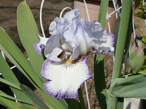 bearded iris