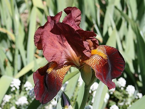 Burnt Umber Iris