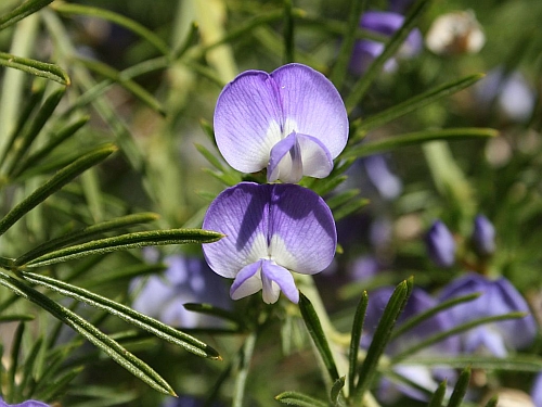 blue-tuscan.jpg