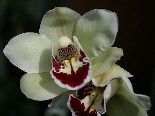 cymbidium orchid