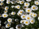 daisies.jpg